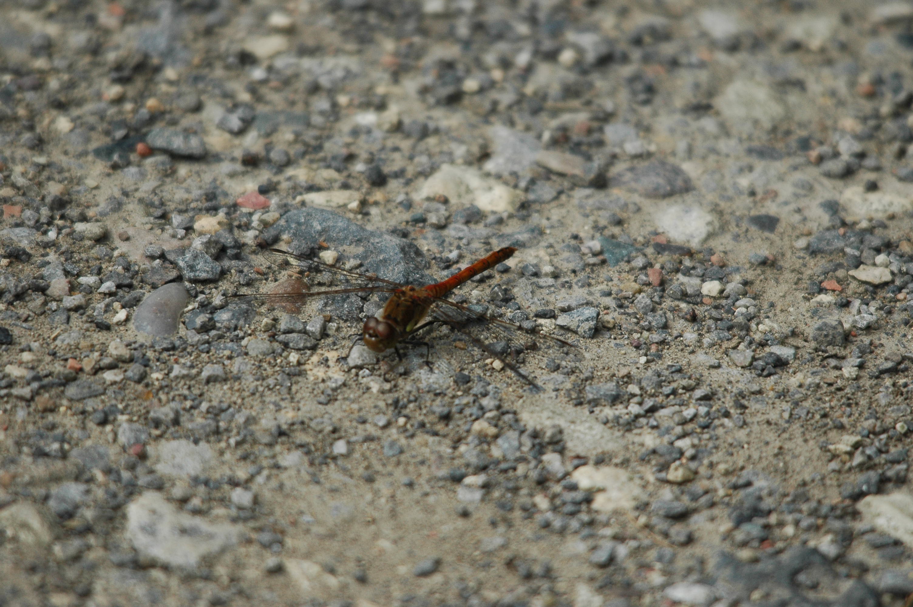photos/wildlife/Invertebrate_Species/Dragonflies/Brown Hawker/dsc_2858.jpg